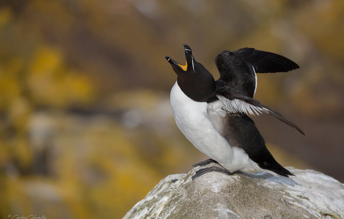 Photo wallpaper bird, beak, Creek