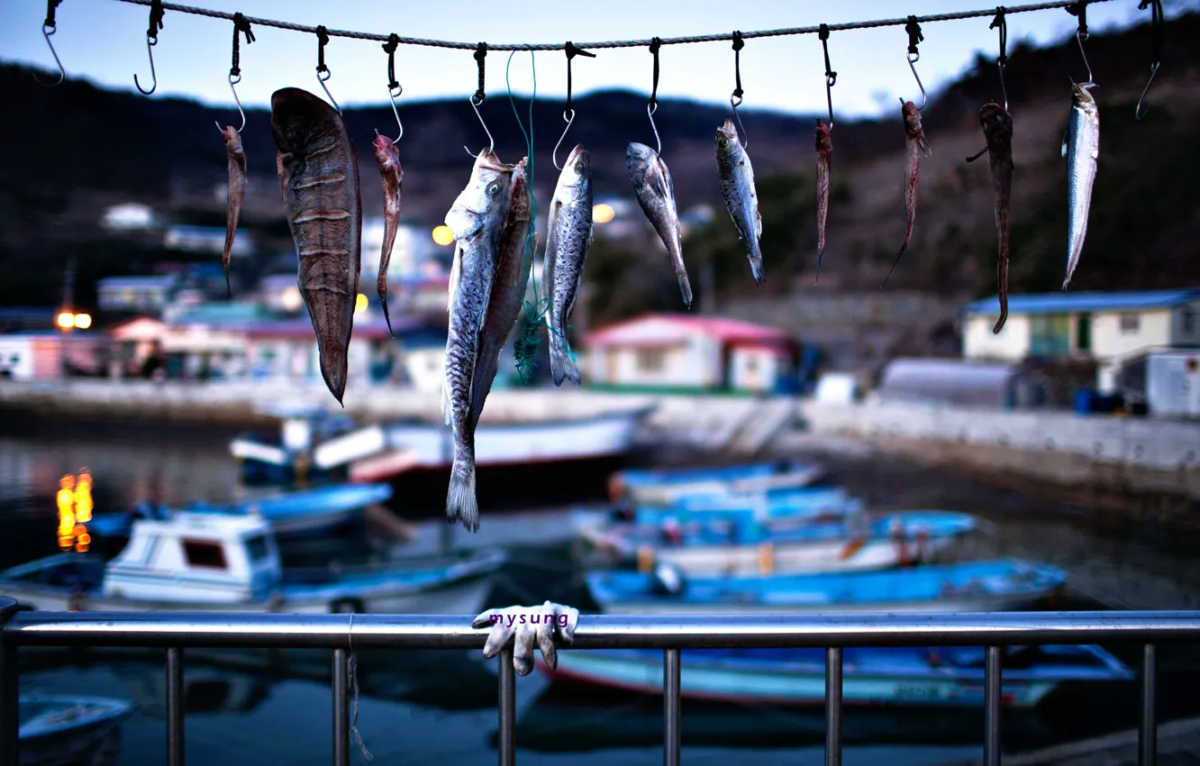 Photo wallpaper fish, Iceland, hook