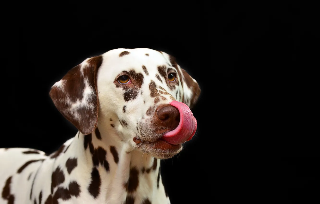 Photo wallpaper animal, dog, Dalmatians, black background