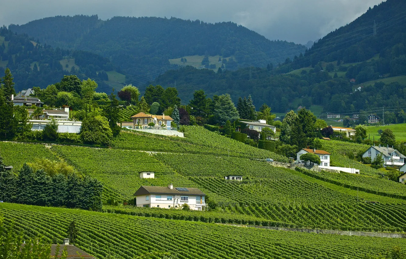 Photo wallpaper field, landscape, mountains, Switzerland, vineyard, Switzerland, landscape, mountains