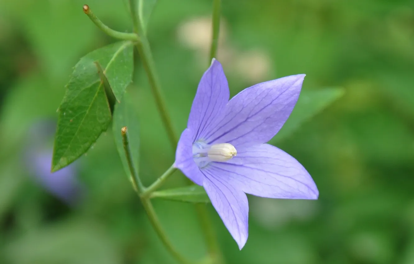 Photo wallpaper flowers, background, stars