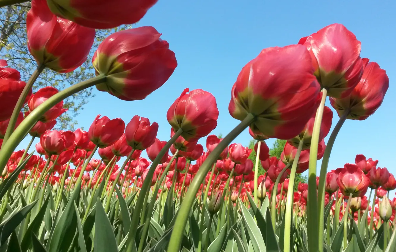 Photo wallpaper flowers, Spring, tulips