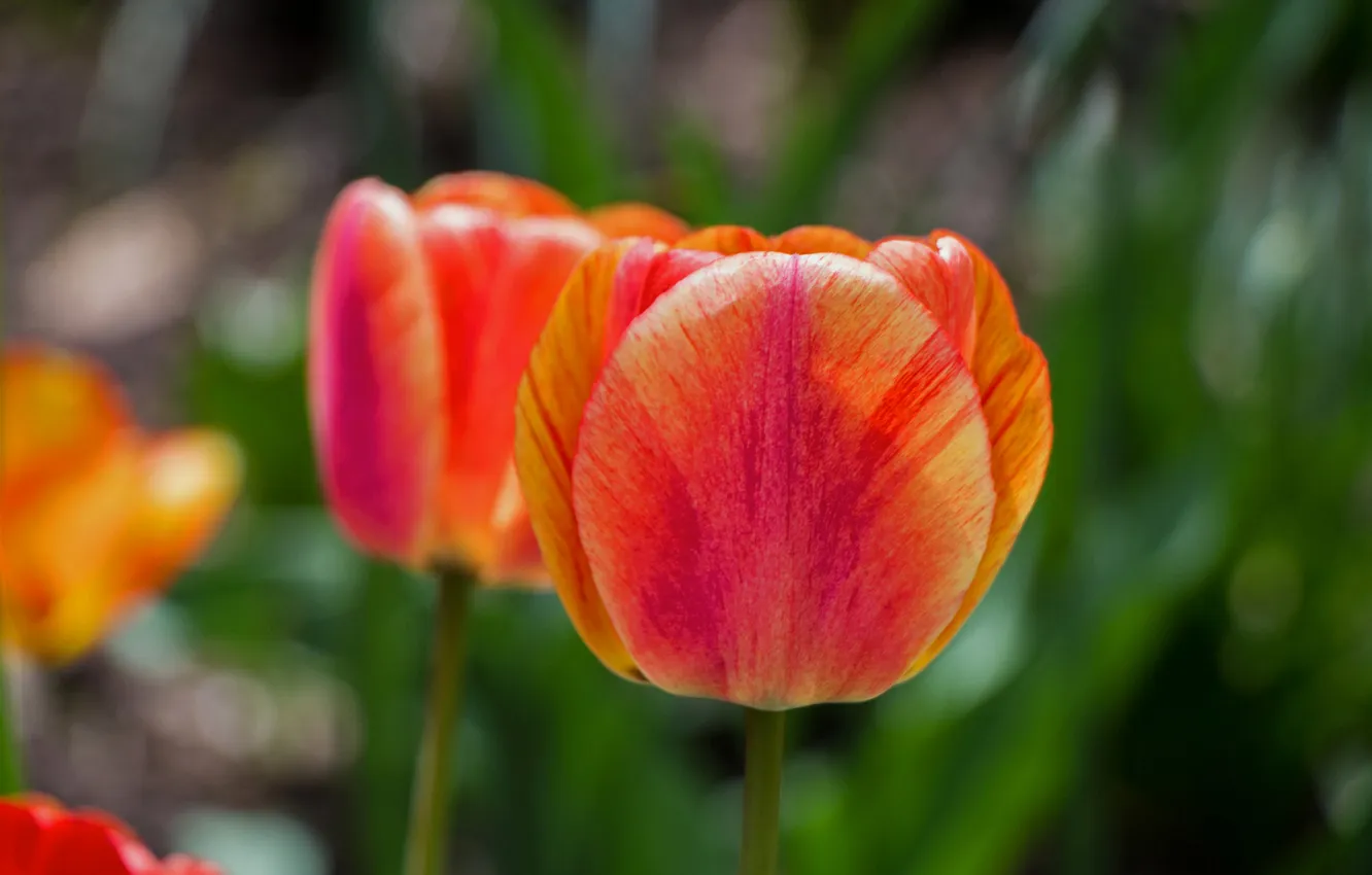 Photo wallpaper flowers, spring, tulips