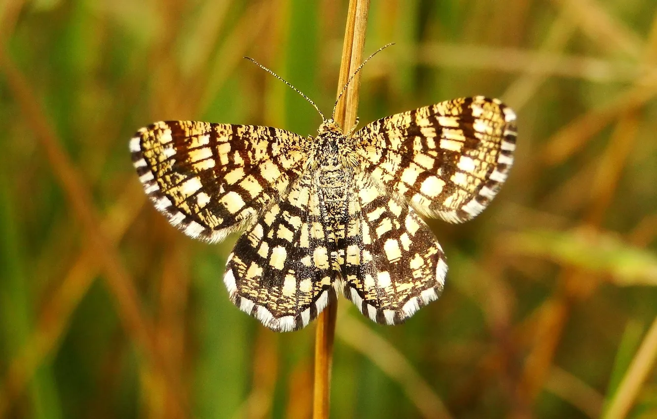 Photo wallpaper macro, butterfly, wings, insect, beautiful, straw, closeup
