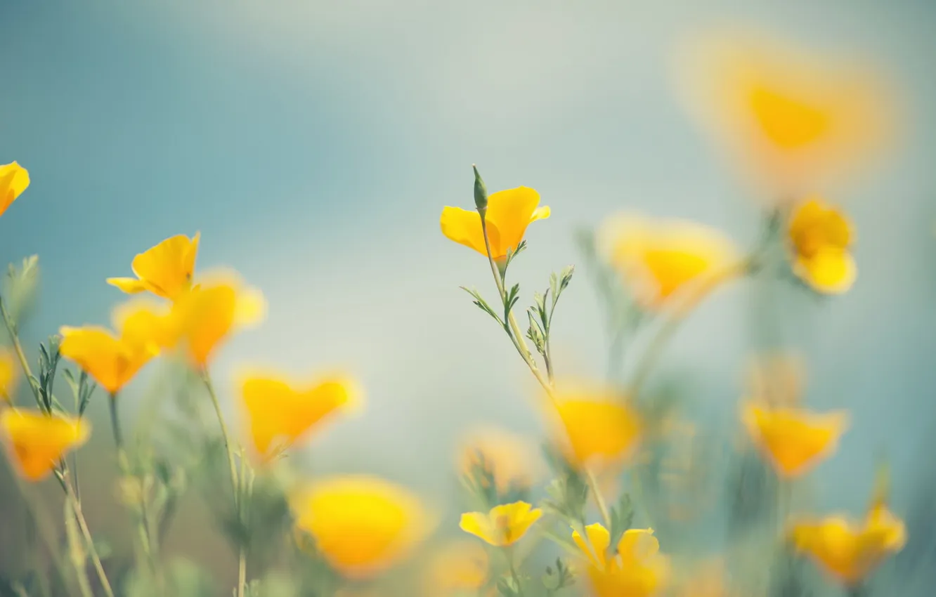 Photo wallpaper flowers, nature, background