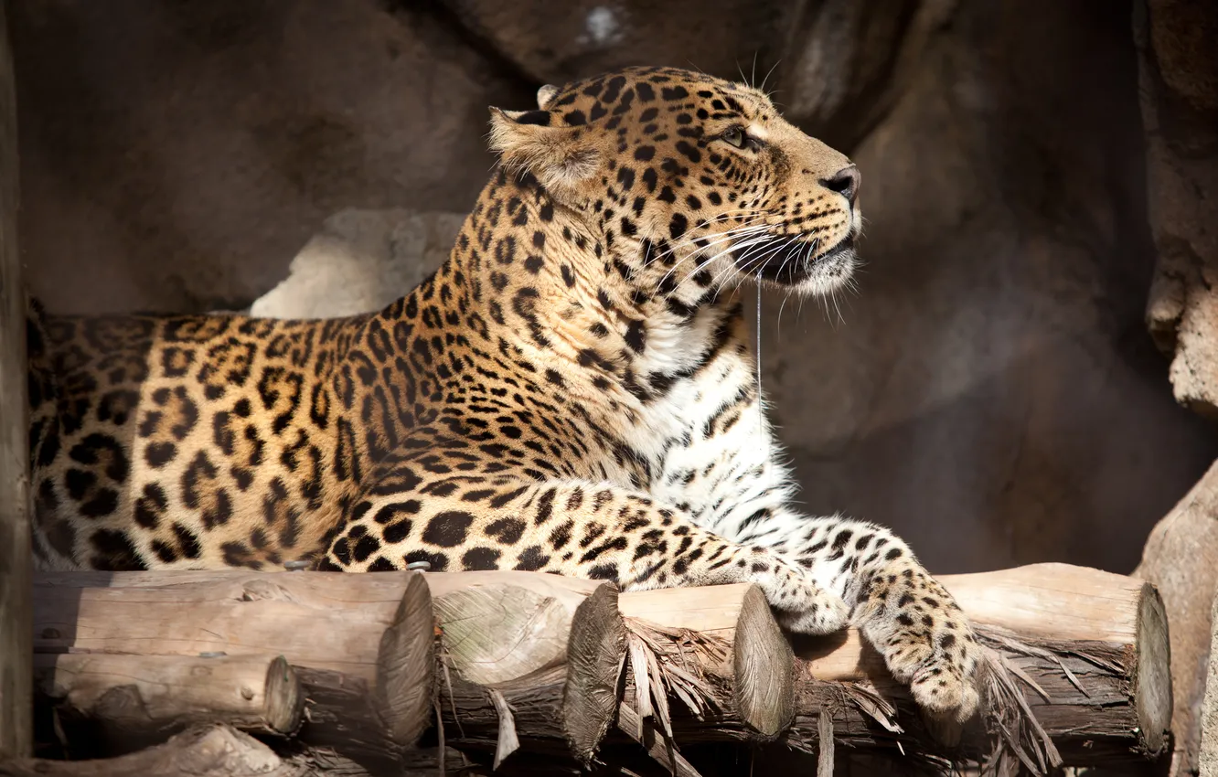 Photo wallpaper cat, leopard, profile