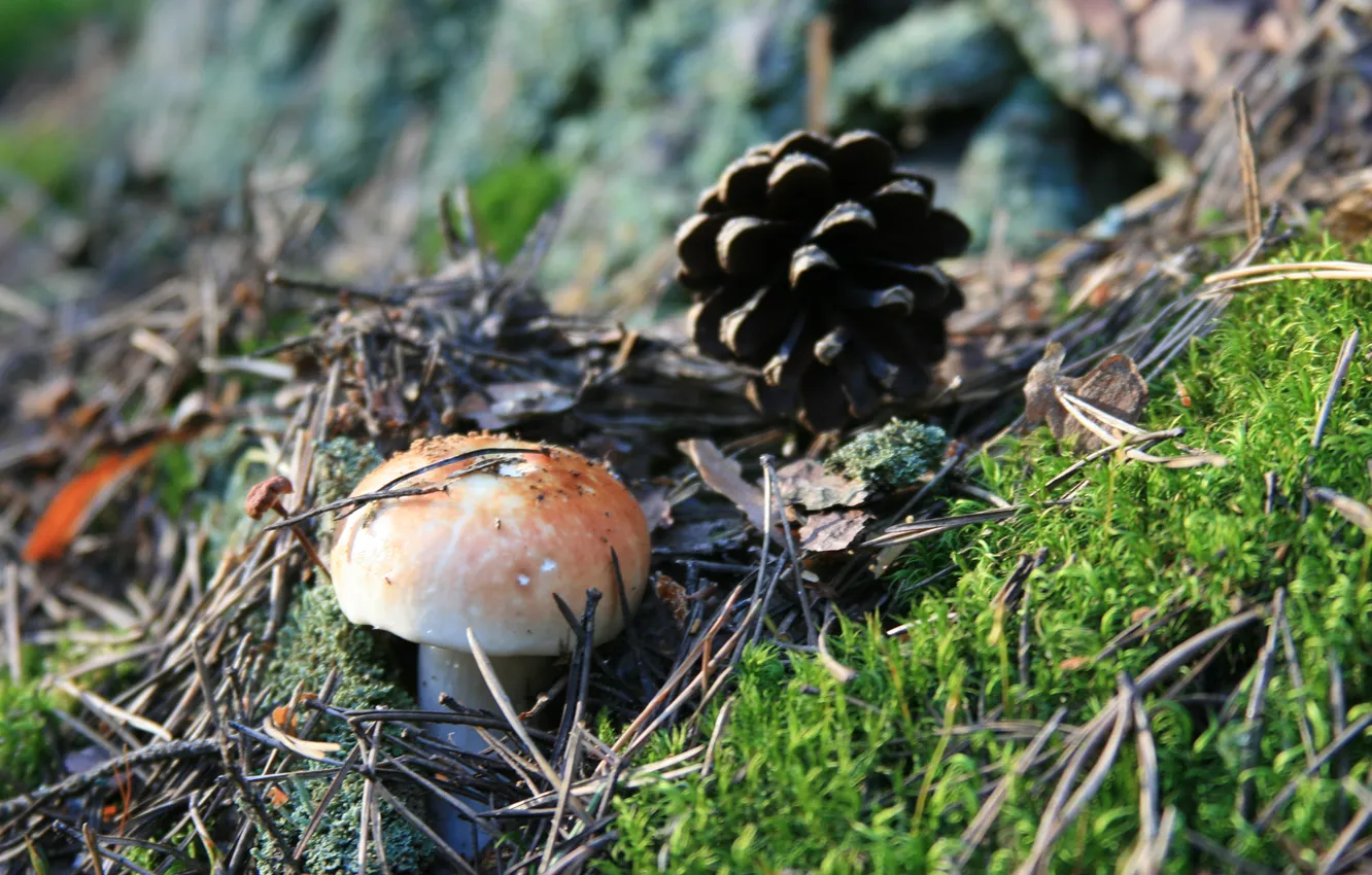 Photo wallpaper forest, macro, needles, nature, stay, moss, walk, bumps