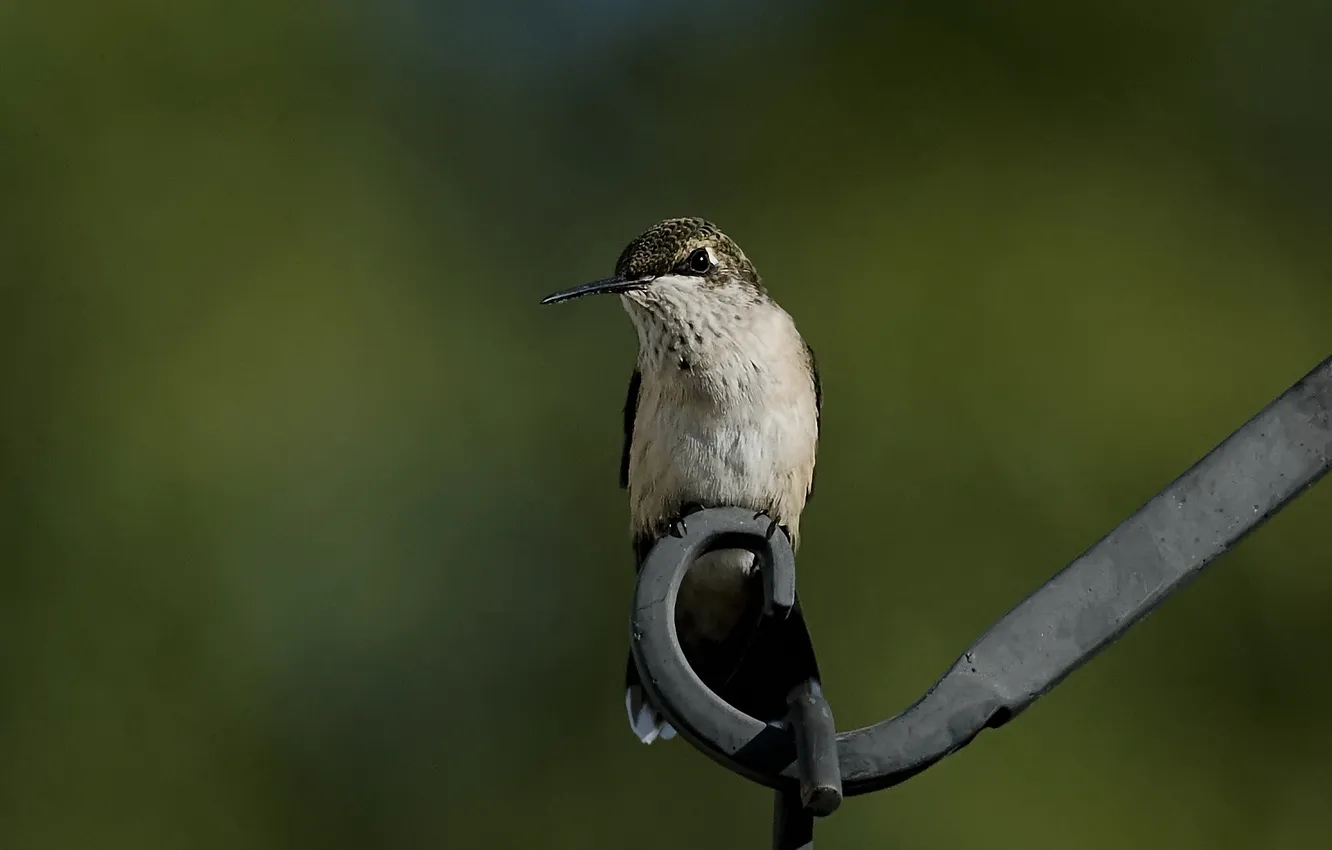 Photo wallpaper greens, macro, metal, bird, blur, Hummingbird, sitting