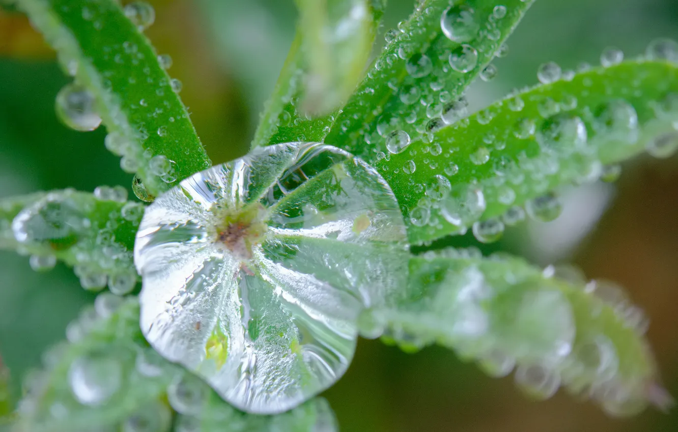Photo wallpaper leaves, water, drops, Rosa, plant