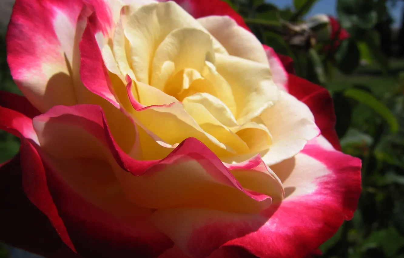 Photo wallpaper summer, macro, flowers, color, roses, petals, flowering
