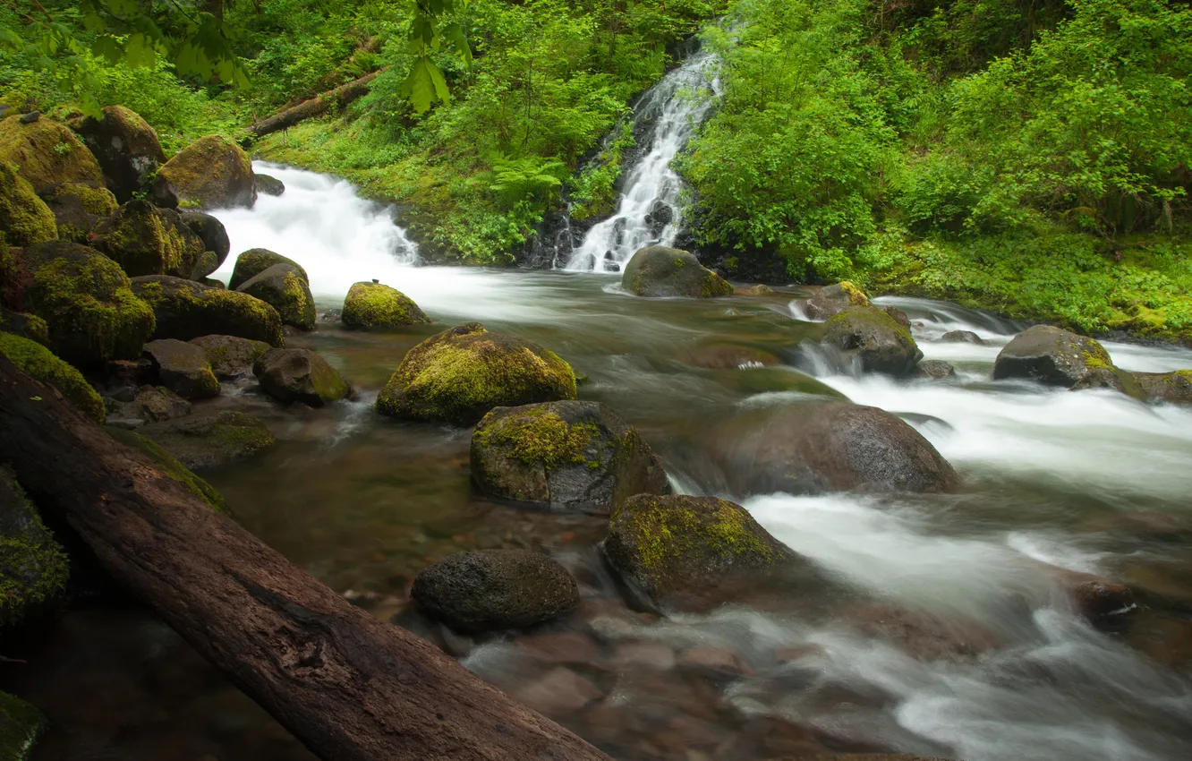 Photo wallpaper forest, stones, waterfall, Oregon, log, Oregon, Columbia River, the Columbia river