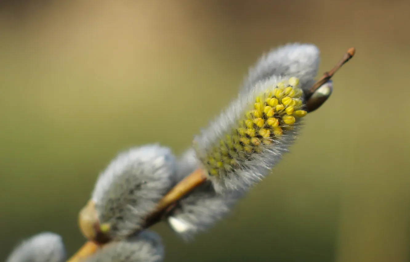 Photo wallpaper spring, twig, base kitten