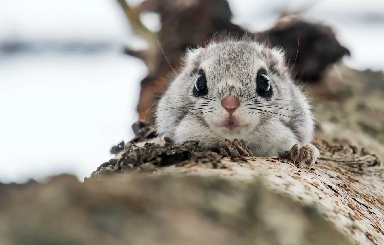 Photo wallpaper nature, protein, Common flying squirrel