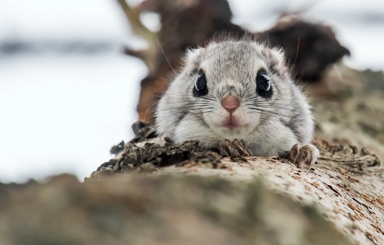Photo wallpaper nature, Protein, Common flying squirrel