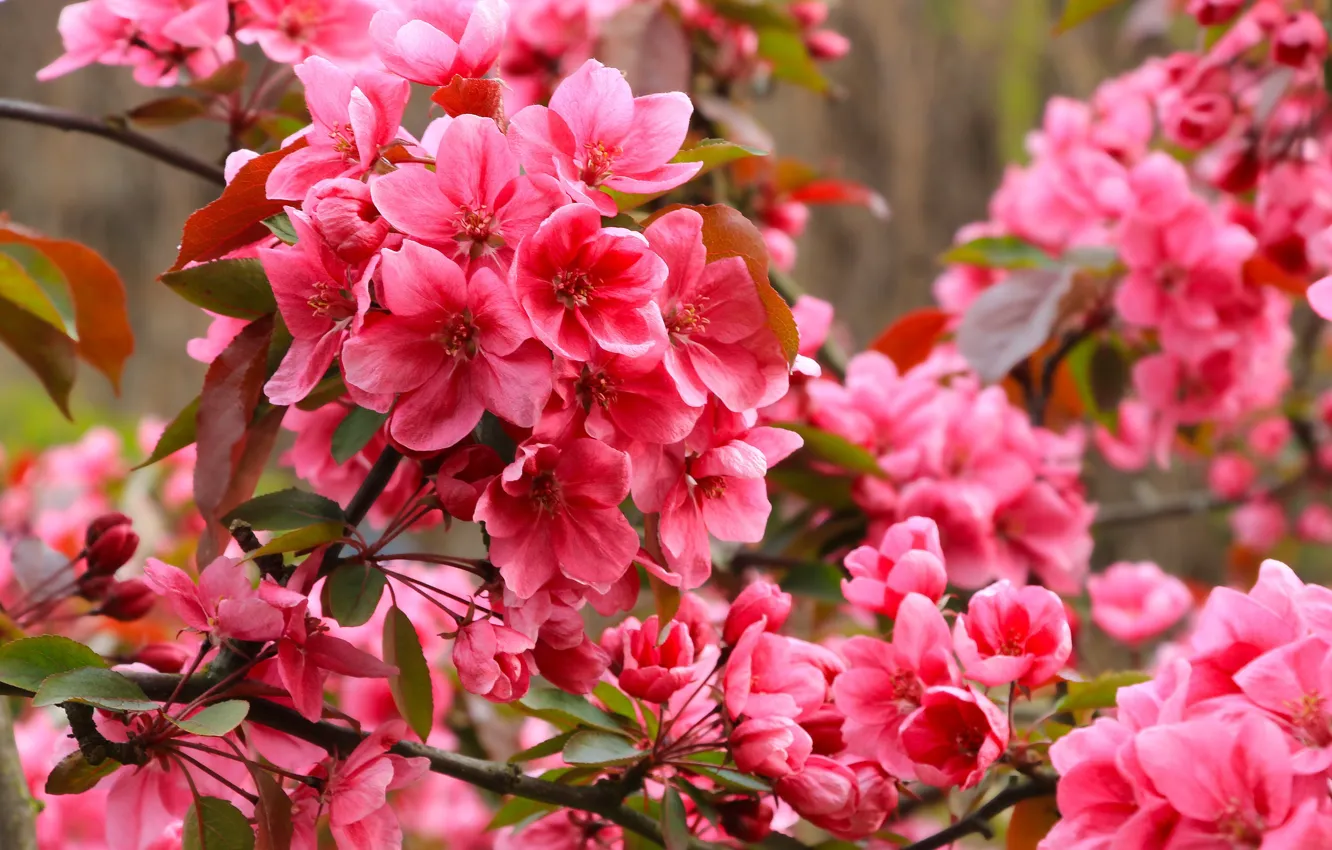 Photo wallpaper flower, spring, blooming