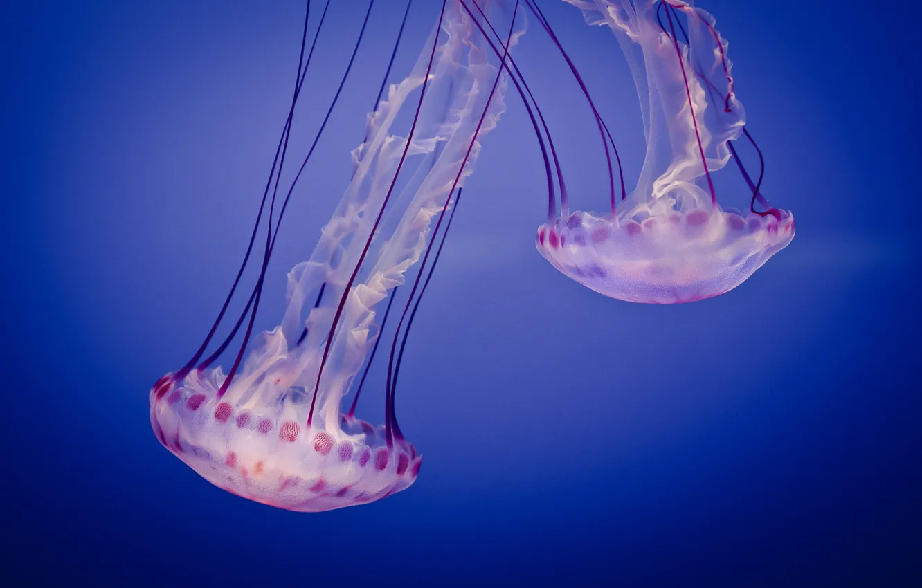 Photo wallpaper aquarium, jellyfish, Jelly