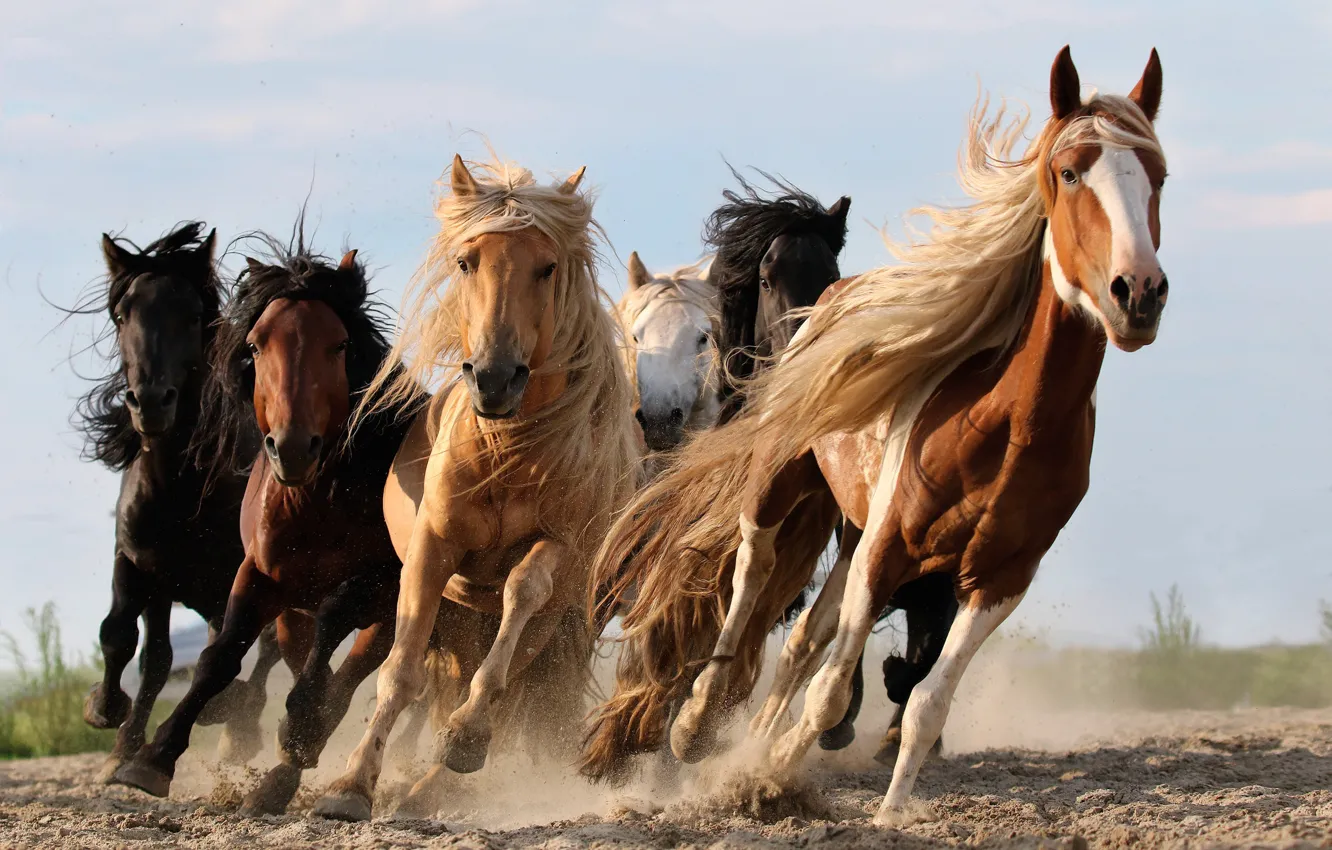 Photo wallpaper the sky, horse, running, the herd