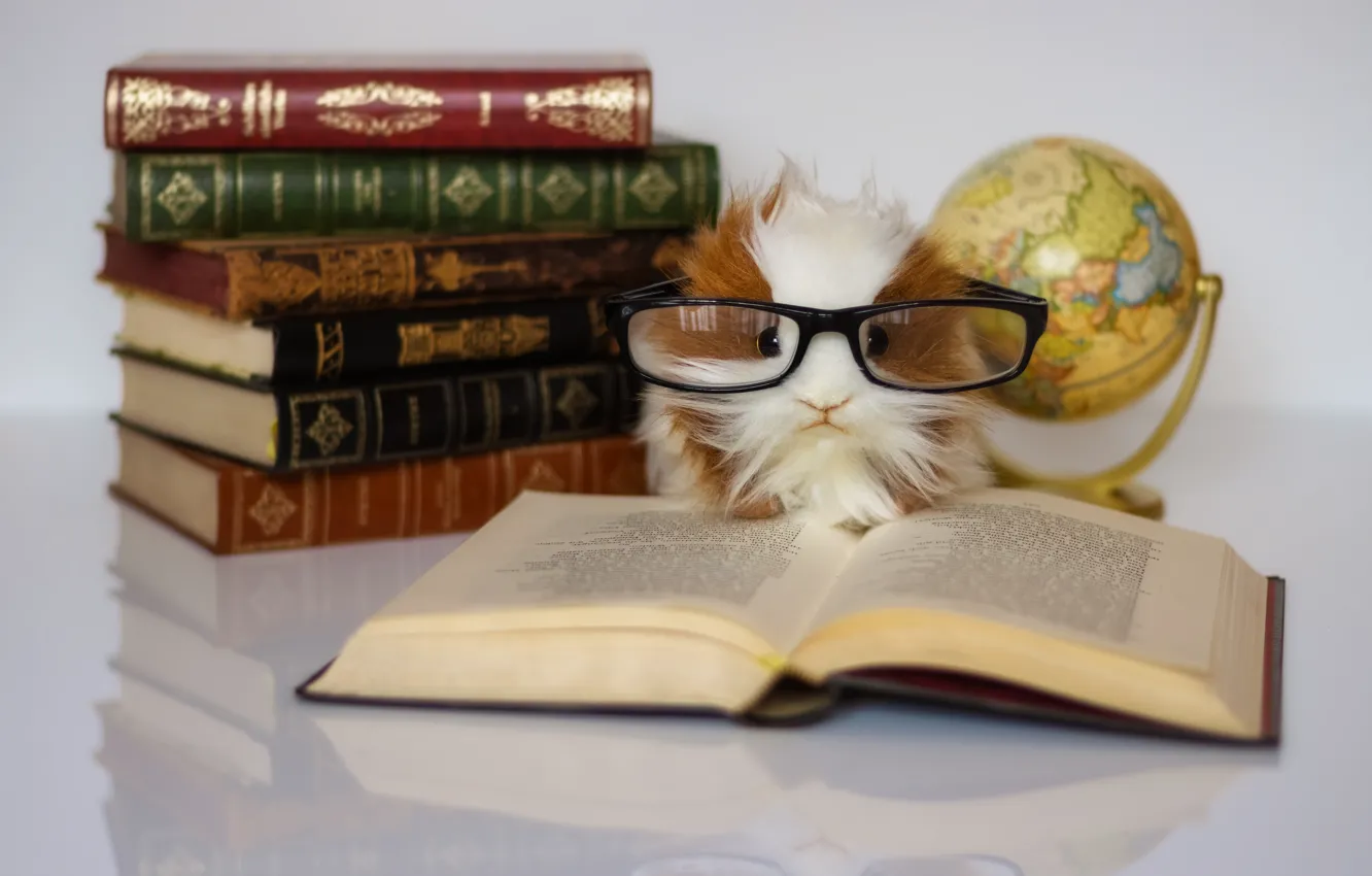 Photo wallpaper toy, glasses, book, Guinea pig, globe, scientist, nose to the grindstone, learning is light and …