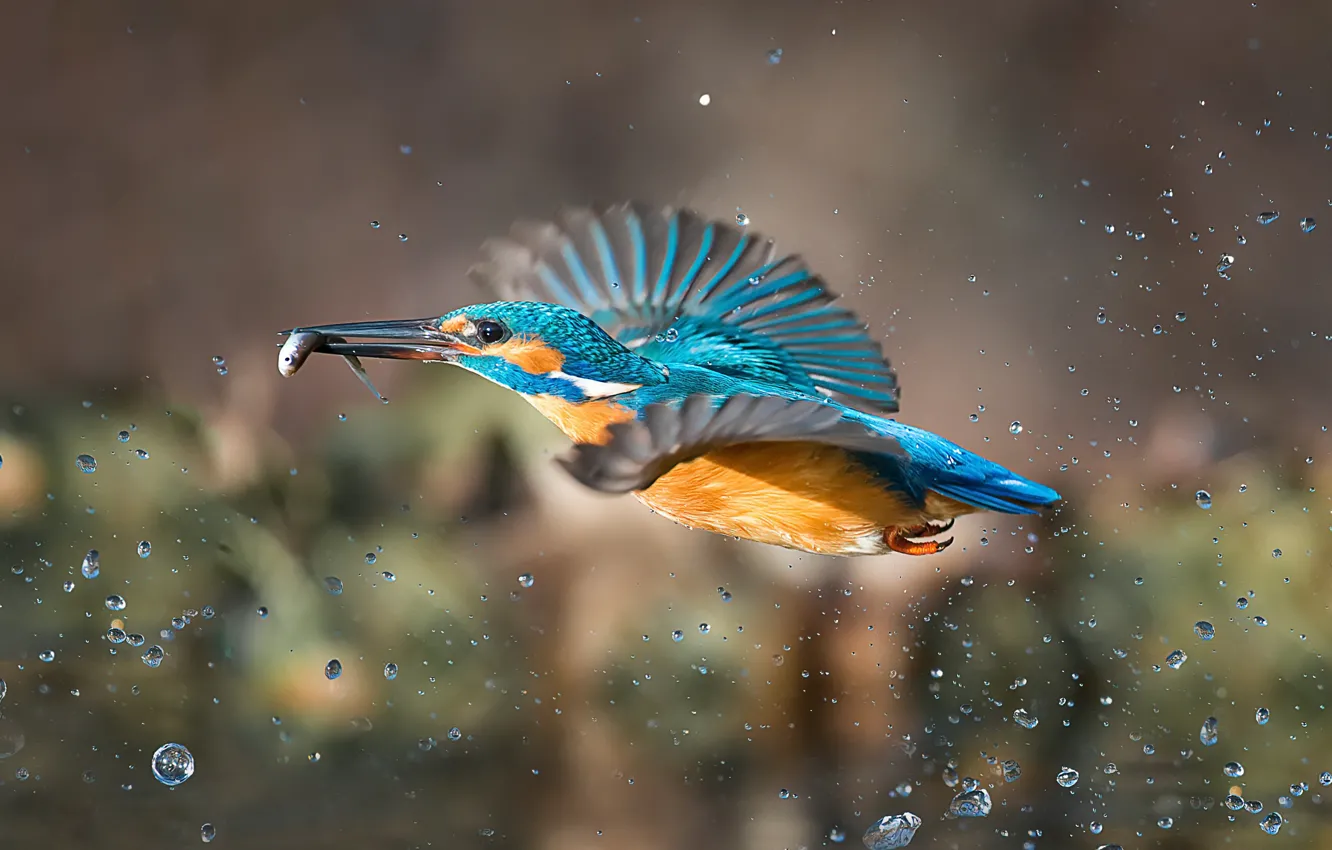 Photo wallpaper squirt, bird, fish