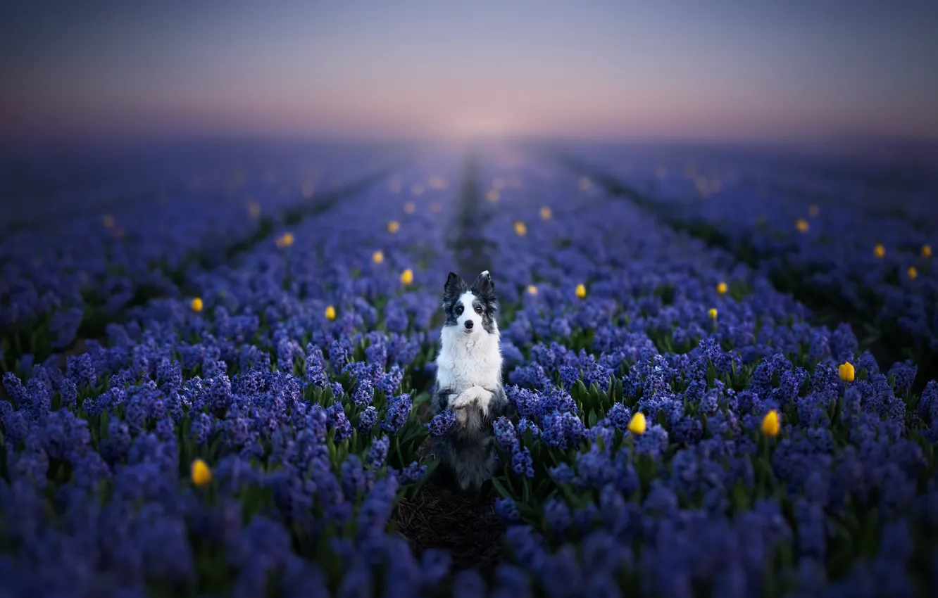 Photo wallpaper each, dog, lavender