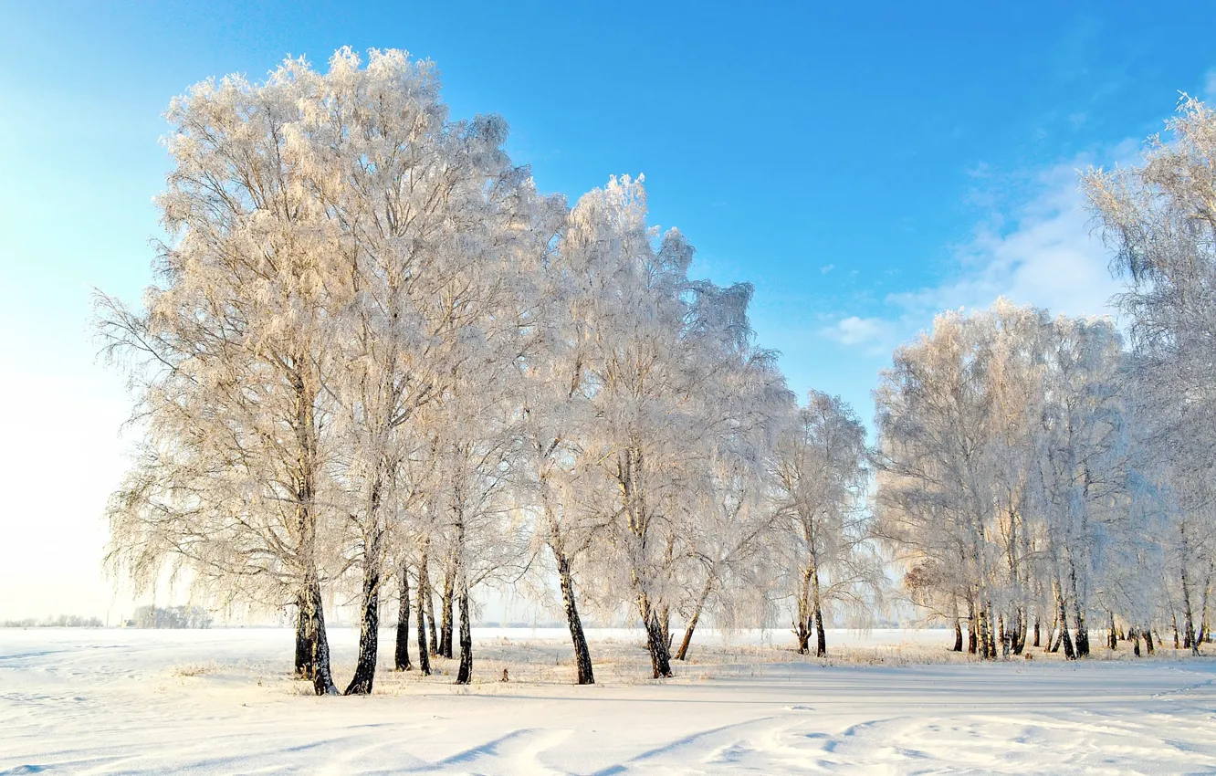 Photo wallpaper winter, snow, trees, nature, photo