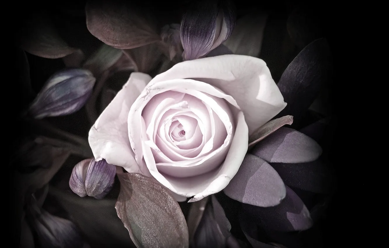 Photo wallpaper leaves, flowers, roses, petals, buds