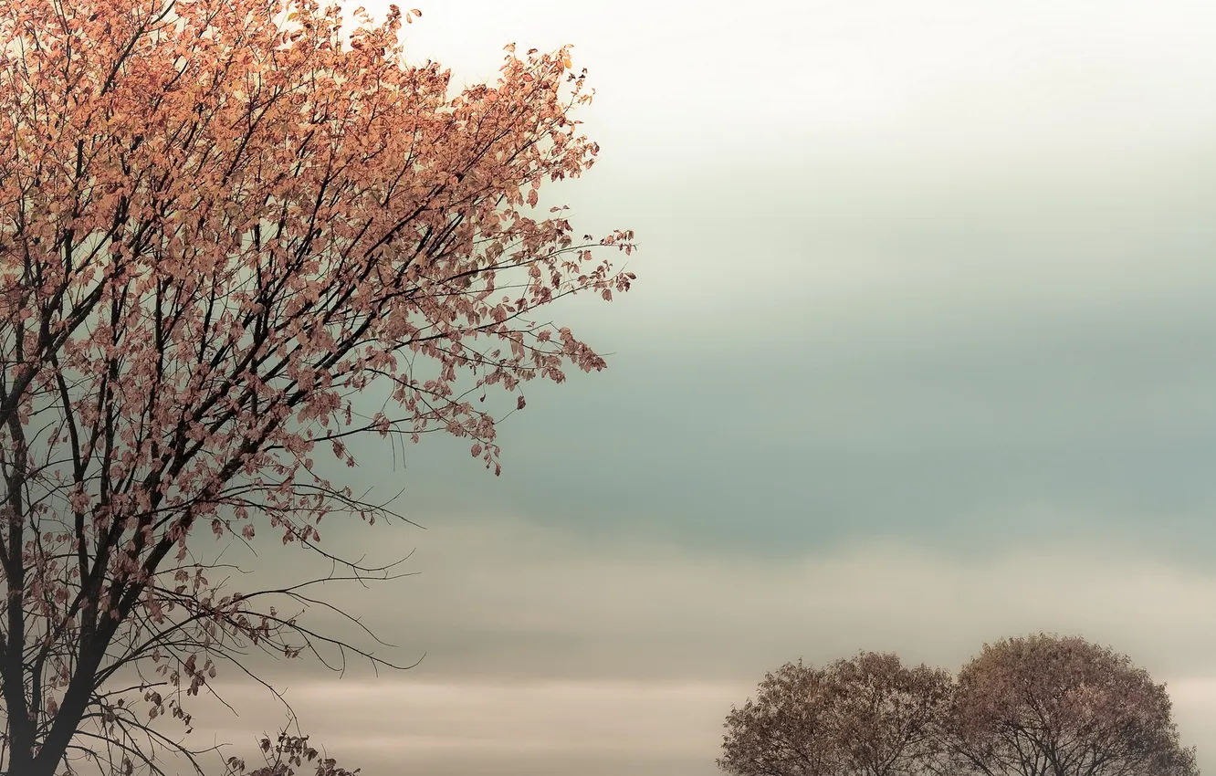 Photo wallpaper the sky, trees, nature