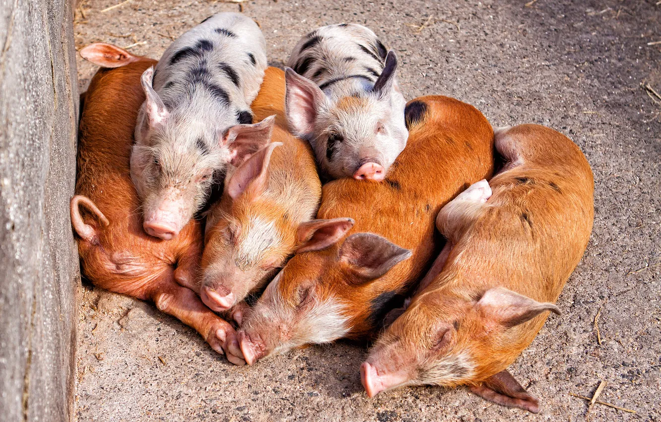 Photo wallpaper nature, comfort, pig