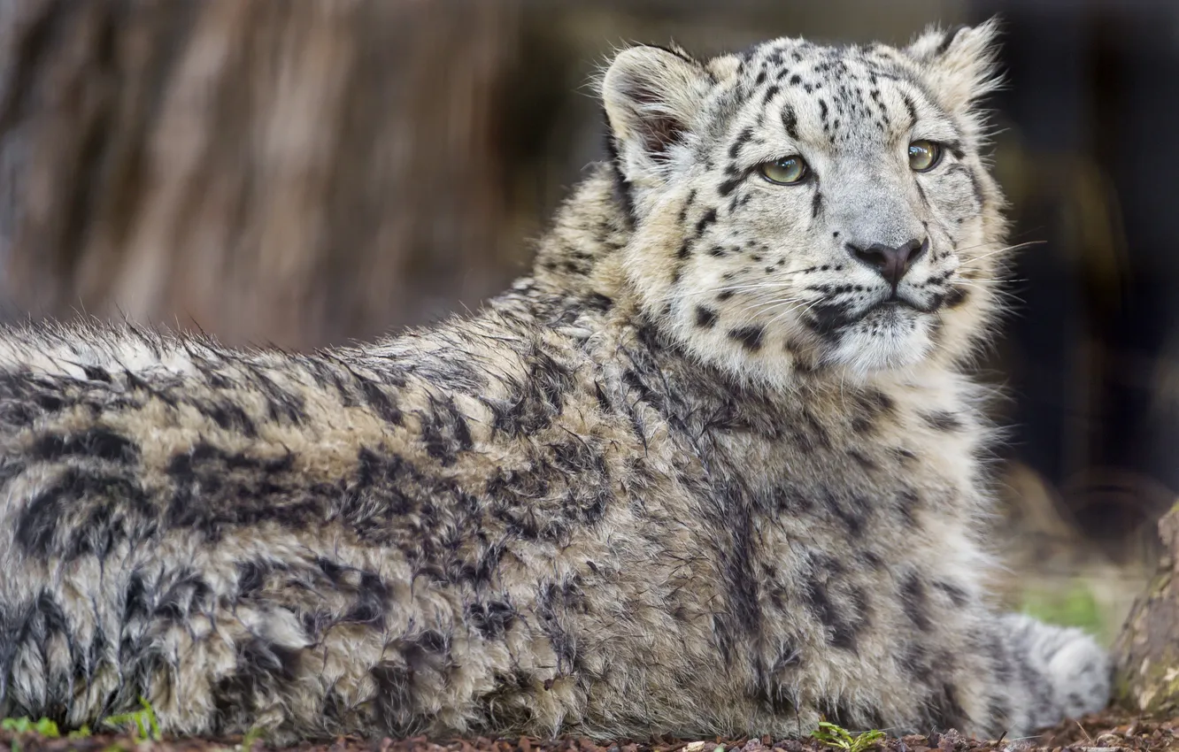Photo wallpaper cat, look, wet, IRBIS, snow leopard, cub, ©Tambako The Jaguar