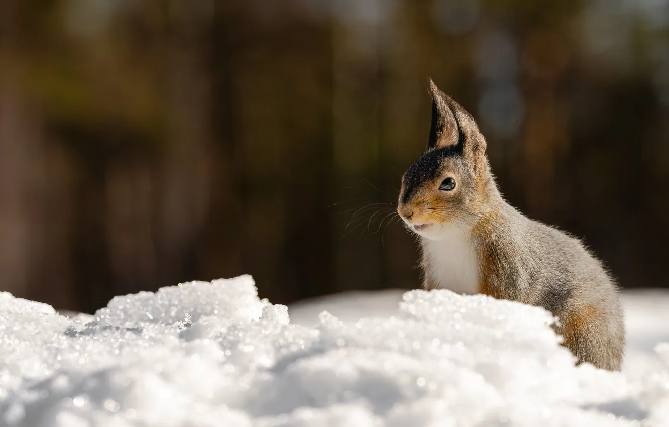 Photo wallpaper winter, snow, the dark background, grey, protein, the snow, bokeh