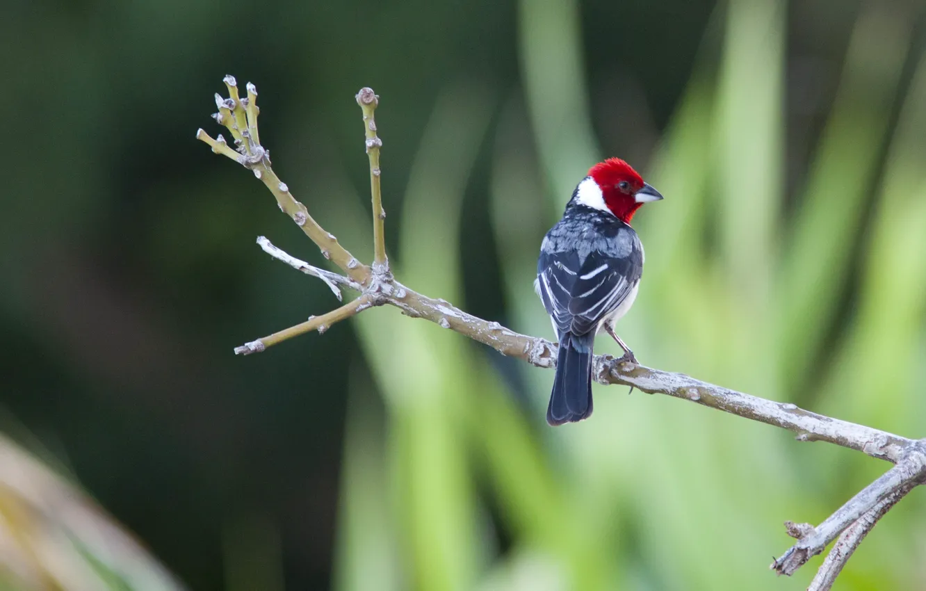 Photo wallpaper Bird, Red Head, Branch, Cardeal