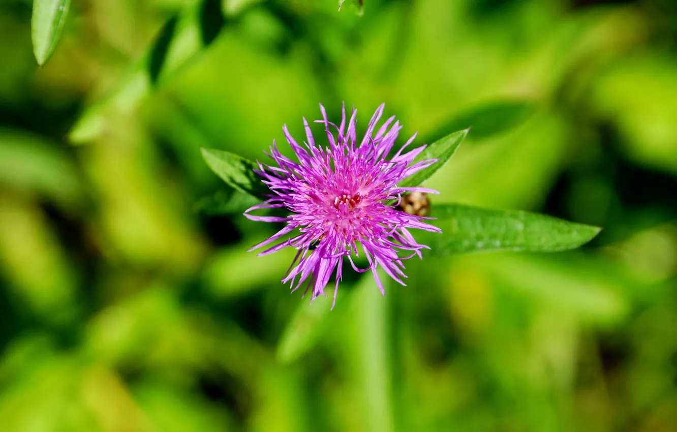 Photo wallpaper flowers, nature, green, background, plant, minimalism