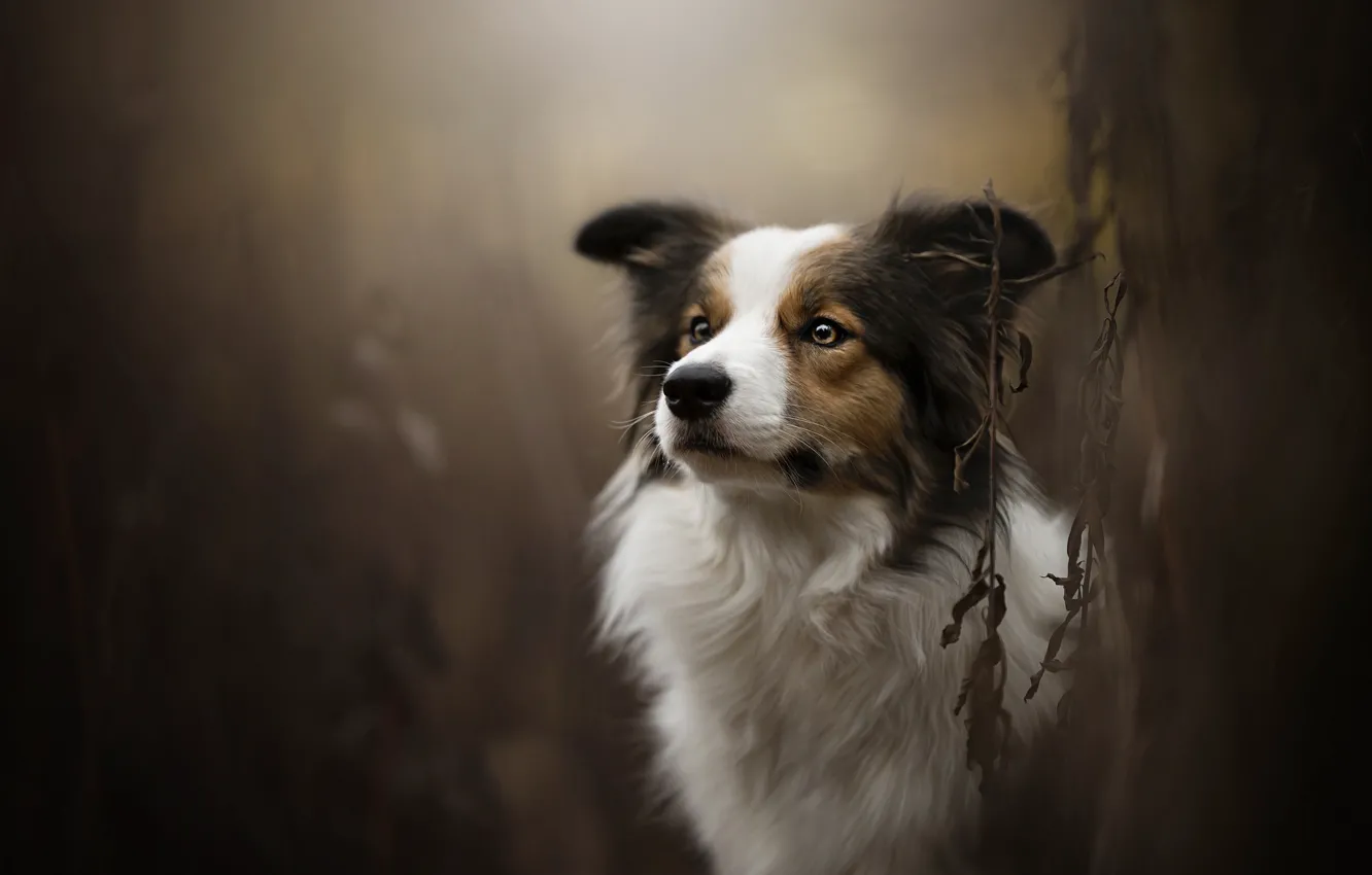 Photo wallpaper dog, bokeh, Theia, Dog Photography