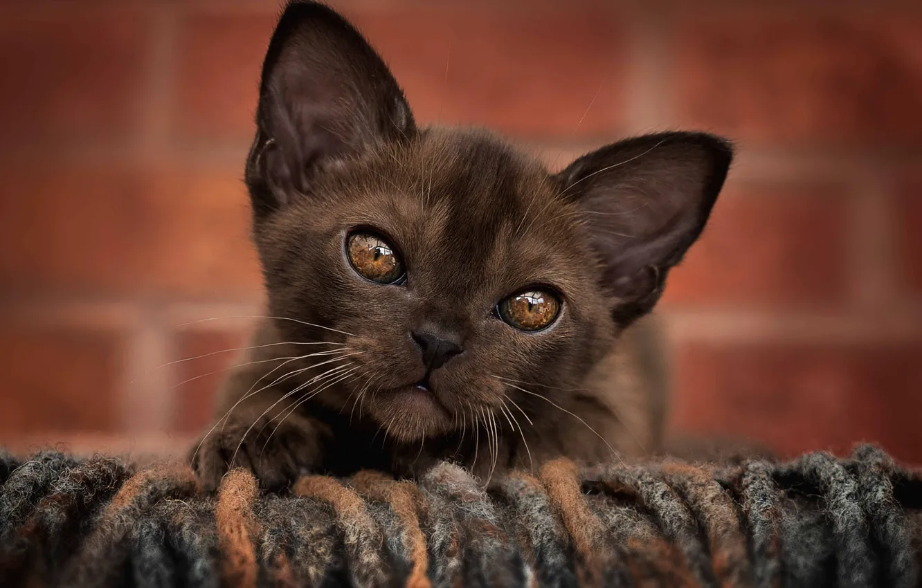 Photo wallpaper cat, look, pose, kitty, face, Gremlins, Oriental, Oriental cat