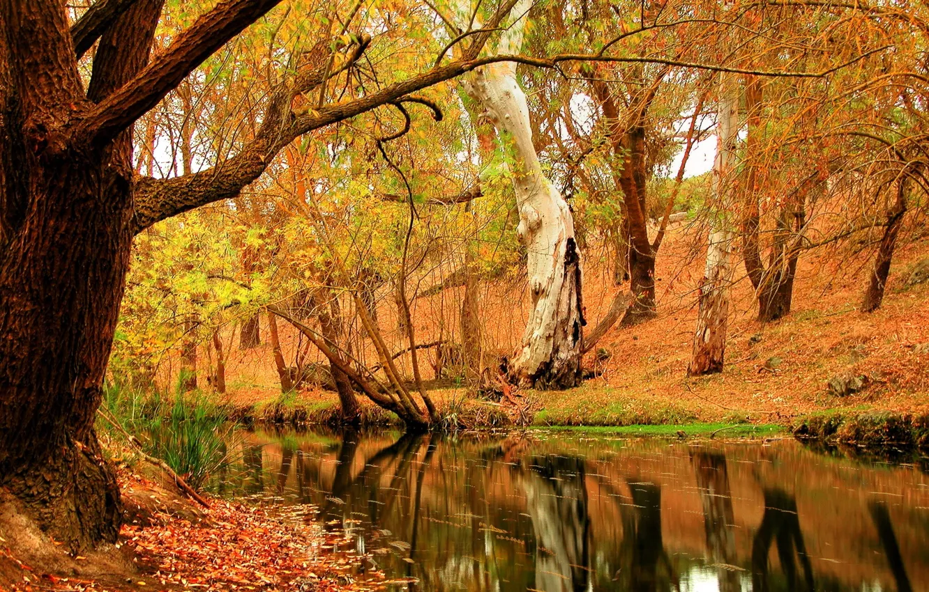 Photo wallpaper autumn, forest, trees, nature, river, foliage