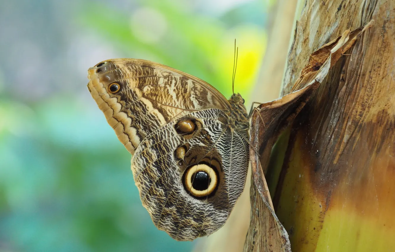Photo wallpaper macro, background, pattern, butterfly, stem, profile, brown, wings