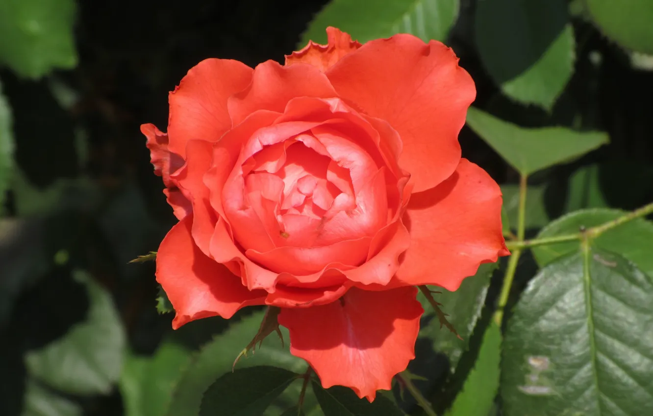 Photo wallpaper rose, Meduzanol ©, summer 2018, orange rose