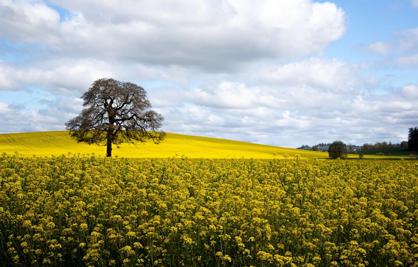 Photo wallpaper trees, field, Oregon, nature, flowers, clouds, plants, marigolds