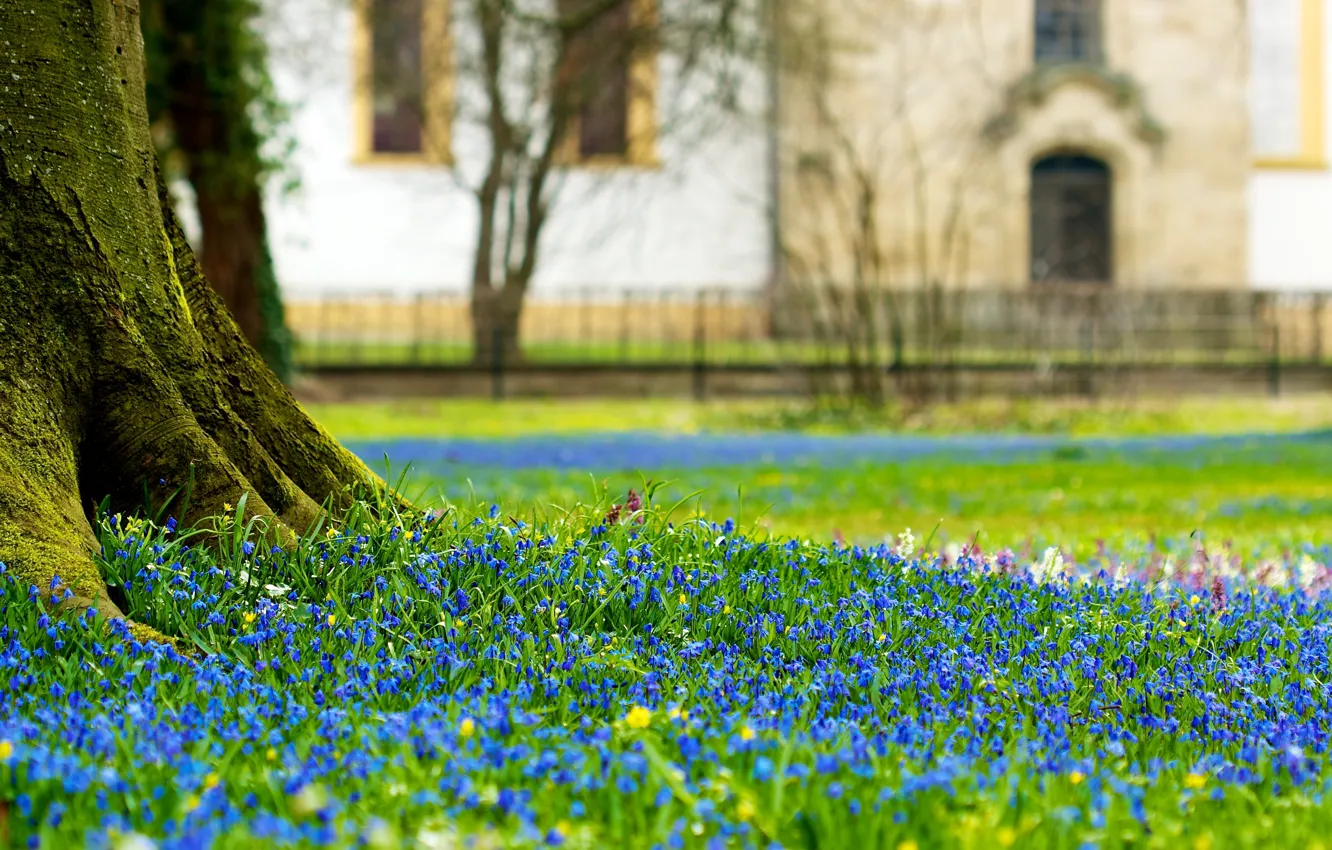 Photo wallpaper flowers, castle, glade, castle, scilla flowers