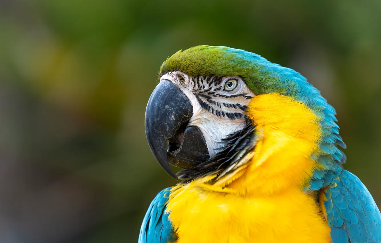 Photo wallpaper portrait, look, Ara, background, parrot, bird