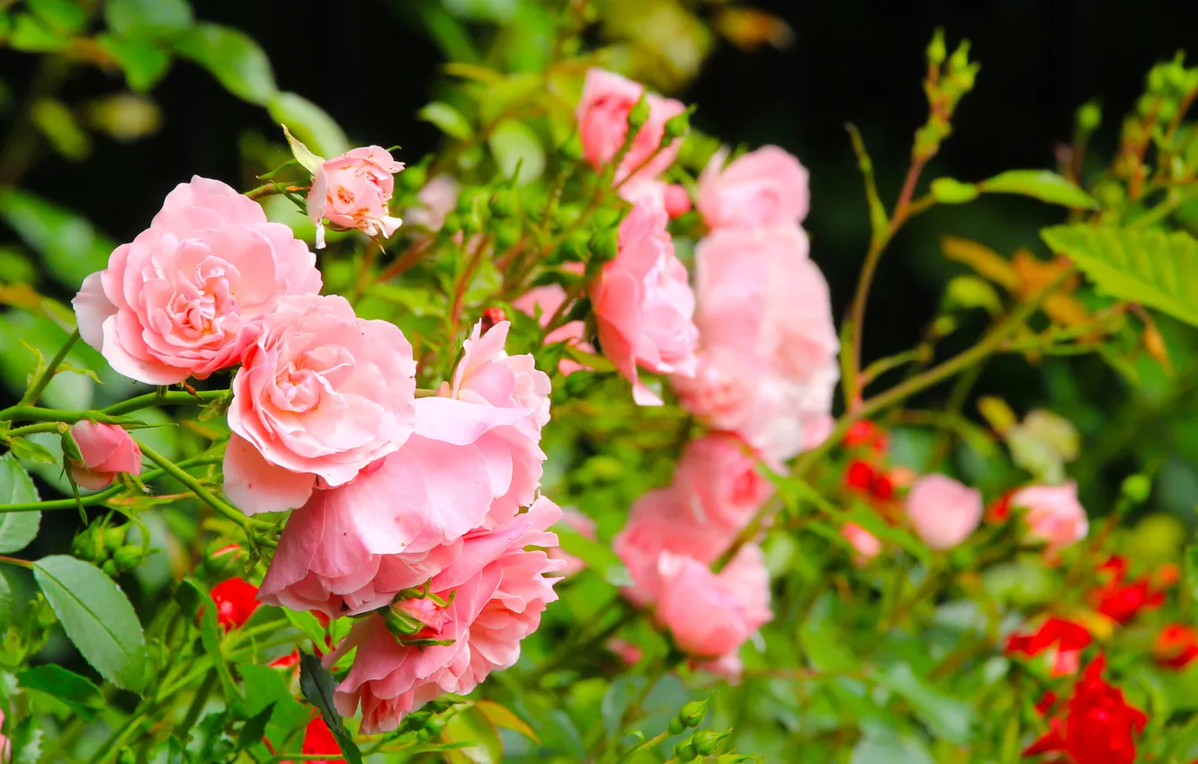 Photo wallpaper flower, pink, roses