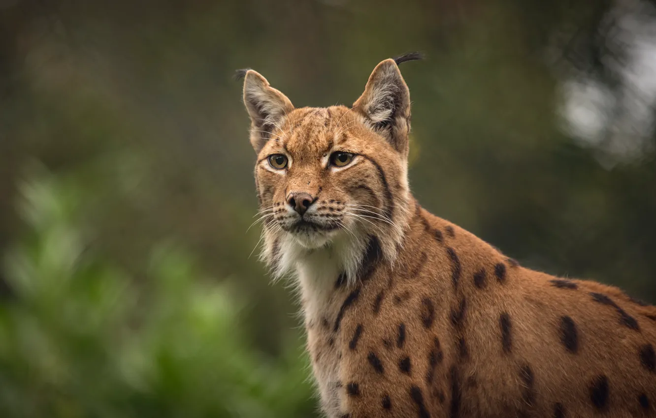 Photo wallpaper look, face, nature, background, portrait, lynx, wild cat, bokeh