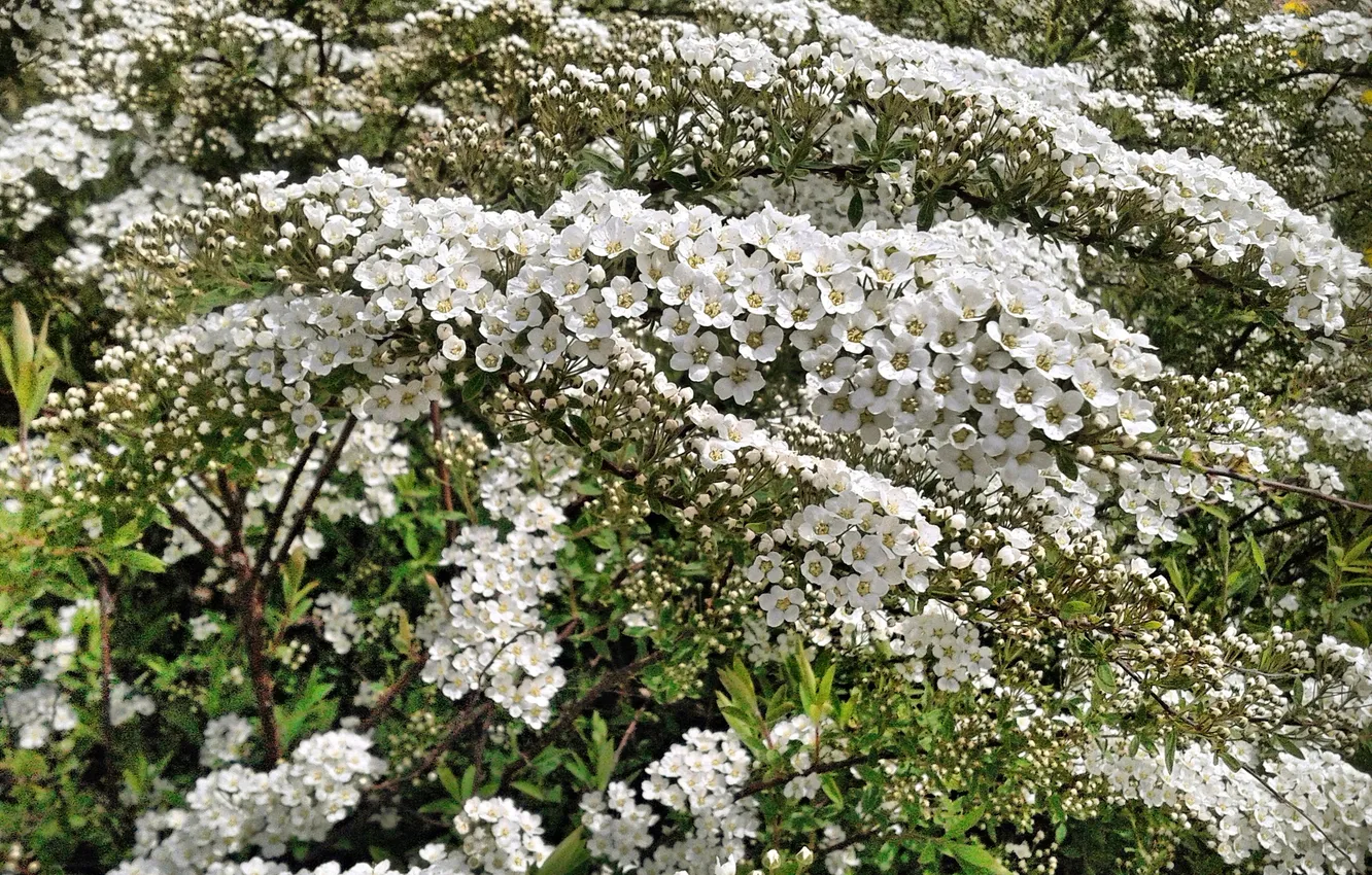 Photo wallpaper plant, May 2025, Thunberg's Spirea