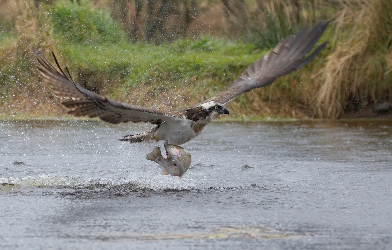 Photo wallpaper squirt, bird, fish, predator, the rise, catch, osprey, Take-off