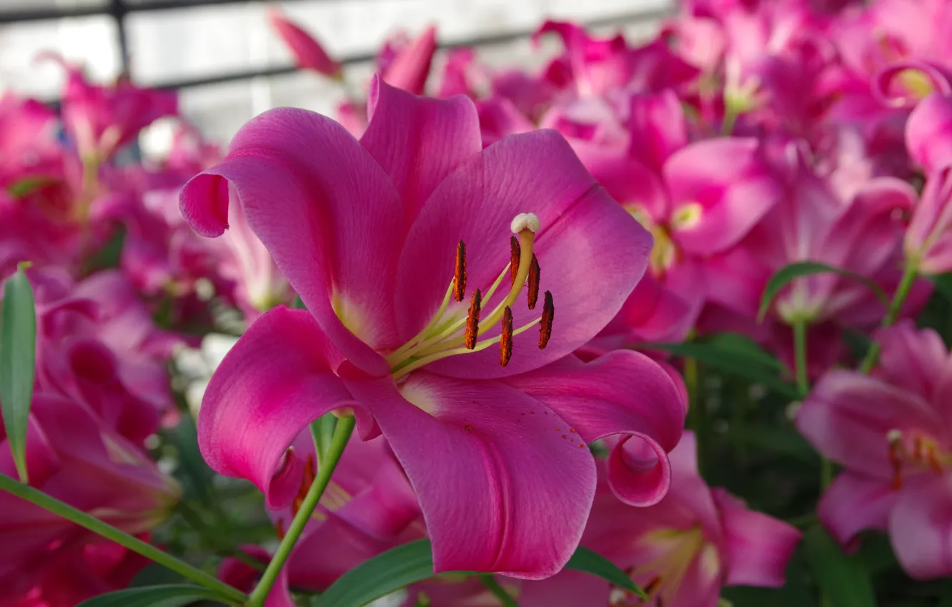 Photo wallpaper flowers, Lily, garden, pink, flowerbed, a lot, bokeh
