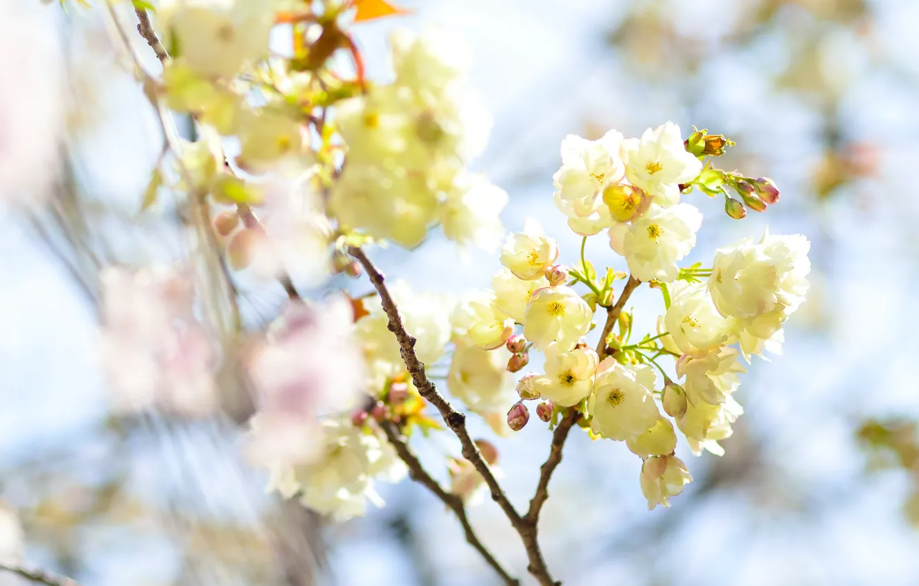 Photo wallpaper light, flowers, branches, blur, spring, yellow, flowering, bokeh