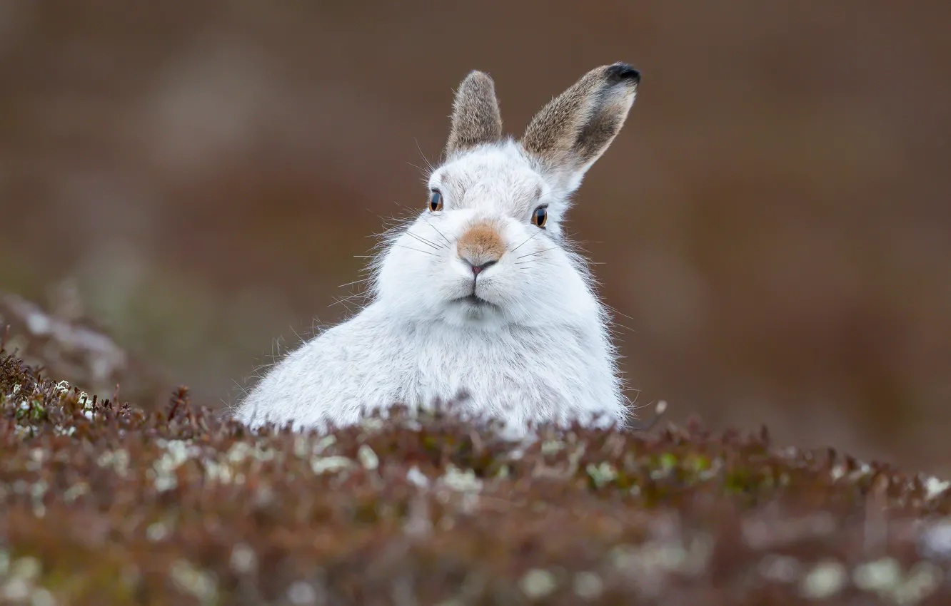 Photo wallpaper look, background, hare, ears, face, Hare