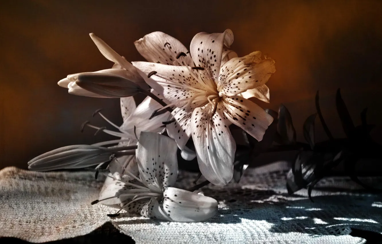 Photo wallpaper flowers, background, color