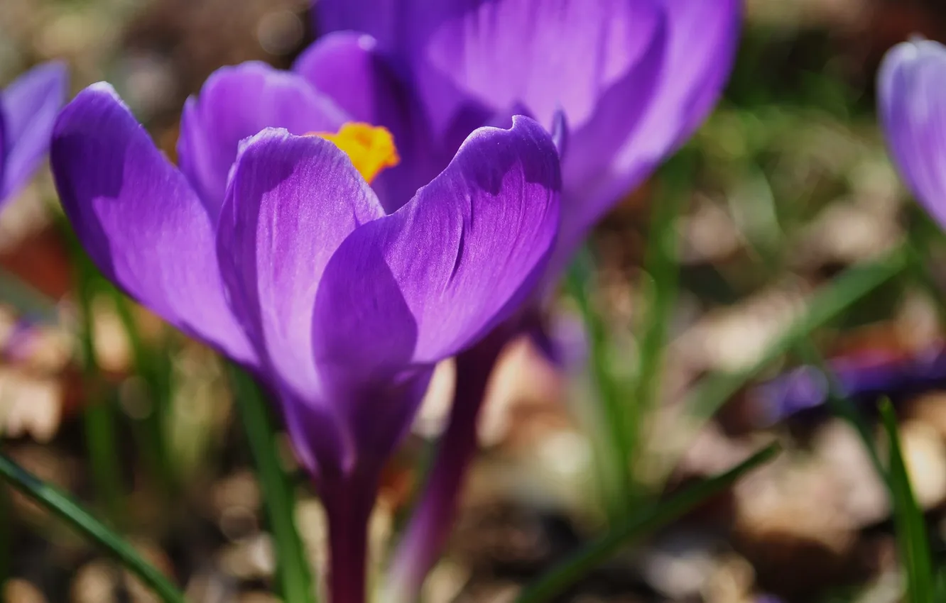Photo wallpaper purple, macro, light, flowers, earth, color, spring, petals