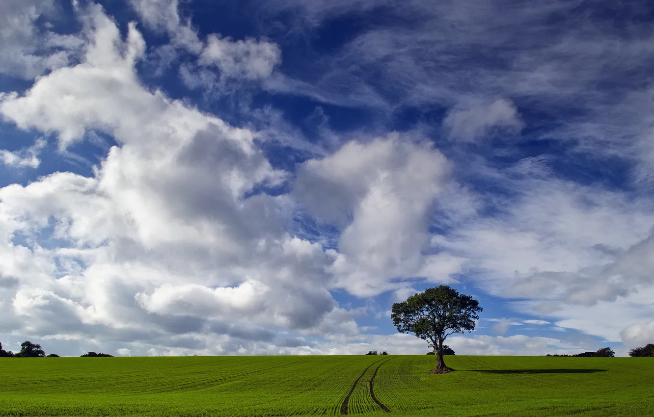 Photo wallpaper field, trees, landscape